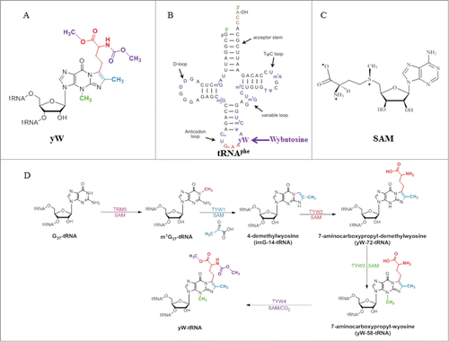 Figure 1. (A) Chemical structure of wybutosine (yW), all appended groups are colored. (B) Secondary structure of yeast tRNAPhe. (C) Chemical structure of SAM. (D) Biosynthetic pathway of yW. Trm5 methylates G37 to produce m1G37; TYW1, a Radical-SAM enzyme, catalyzes the formation of 4-demethylwyosine (imG-14) using pyruvate as a co-substrate; TYW2 appends the α-amino-α-carboxypropyl moiety of SAM to produce 7-aminocarboxypropyl-demethylwyosine (yW-72); TYW3 methylates N4 of yW-72 to produce 7-aminocarboxypropyl-wyosine (yW-58); and TYW4 both transfers a carboxymethyl group and methylates yW-58 to yield yW.