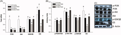 Figure 2. Liver glycogenesis stimulation by the treatment with Bauhinia holophylla extract. (A) The expression of PI3K, Akt, GSK3-β and GS genes analyzed by real-time PCR. (B) The expression of phosphorylated and total proteins by western blot. (C) Representative images of the proteins bands analyzed. Different letters indicate significant differences (ANOVA followed by Tukeyʼs post-test, n = 8, p < 0.05).