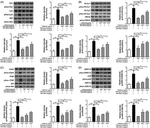 Figure 5. Inhibitory effects of HXZQ-OL on the phosphorylation of FcεRI-induced degranulation signalling cascades (A, B, C) and MAPKs (D) in IgE/Ag-mediated RBL-2H3 cells. IgE-sensitized RBL-2H3 cells were incubated with HXZQ-OL for 30 min, followed by DNP-BSA challenge for 10 min. The expression levels of p-Fyn, p-Lyn, p-Syk, p-PLCγ1, p-PLCγ2, p-PKCδ, p-Gabs, p-PI3K, p-Akt, p-ERK1/2, p-p38 and p-JNK1/2 were normalized to total proteins, respectively. The data were expressed as the mean ± SD values of three independent experiments. *p < 0.05 and **p < 0.01.