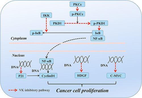 Figure 1 Mechanism of vitamin K2 (VK2) inhibition of cancer cell proliferation. VK2 prevents the phosphorylation of IκB by inhibiting IKK kinase activity, thereby inhibiting the expression of cell cycle protein D1 and suppressing the growth of cancer cells. It also inhibits NF-κB activation by inhibiting PKC kinase activity and PKD1 activation. In addition, VK2 blocks the cell cycle, inhibits the proliferation of HepG2 cells by activating the transcription of the p21 gene, significantly inhibits the expression of hepatocellular carcinoma-derived growth factor (HDGF) and mRNA in HCC, inhibits the growth of HCC, and reduces the risk of hepatocellular carcinoma development.