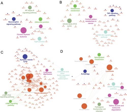 Figure 7 Gene annotation enrichment analysis of KEGG pathway in each module.