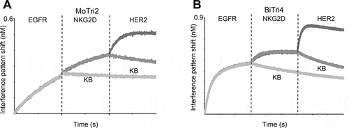 Figure 7. Simultaneous trispecific antigen binding of (a) monovalent trispecific VHH-derived IgG-like antibody MoTri2 and (b) bivalent trispecific entity BiTri4 against 50 nM EGFR followed by 50 nM NKG2D and 50 nM HER2. For each association step a control in KB is shown.