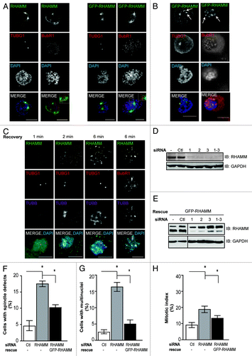 Figure 1. RHAMM participates in spindle microtubule assembly at both centrosomal and non-centrosomal sites during early mitosis and is required for proper spindle architecture and mitosis kinetics. (A) In prophase HeLa cells, RHAMM was located at the centrosomes (identified by gamma-tubulin, TUBG1) as well as non-centrosomal sites near kinetochores (identified by BubR1) within nuclear volumes (identified by DAPI) as determined for endogenous RHAMM by immunofluorescence and by the expression of exogenous GFP-RHAMM. Scale bars = 10 μm. (B) In prophase RPMI 8226 cells, exogenous GFP-RHAMM colocalized with TUBG1 at the centrosomes and BubR1 at the kinetochores within nuclear volumes. Scale bars = 10 μm. (C) In mitotic HeLa cells, RHAMM localization at spindle microtubule assembly sites was tracked at indicated times following depolymerization by nocodazole. Microtubule assembly (identified by β-tubulin, TUBB) initiated at 2 min around the centrosomes (TUBG1) and included non-centrosomal sites near the kinetochores (BubR1) by 6 min. RHAMM was located at both centrosomes and non-centrosomal spindle microtubule assembly sites. Scale bars = 10 μm. (D) HeLa cells were treated with scrambled control (Ctl) siRNA or siRNA duplexes targeting the 3′ UTR (#1, #2) or the 5′ UTR (#3) of RHAMM mRNA as well as pooled siRNA (1–3) to deplete endogenous RHAMM. RHAMM expression was measured by western blot analysis 48–72 h following transfection. Equal loading was confirmed with GAPDH. (E) Exogenous GFP-RHAMM was transfected into cells 48 h after siRNA transfection. After a further 48 h, the expression of RHAMM, and GFP-RHAMM (shifted by 27 kD), were measured by western blot analysis. GFP-RHAMM was expressed in RHAMM-silenced cells at a level similar to that of endogenous RHAMM. Equal loading was confirmed with GAPDH. (F) Aberrant spindle figures (multipolar spindle, disorganized spindle and unattached chromosomes) were significantly more frequent in RHAMM-silenced cells. Rescue with GFP-RHAMM was sufficient to reduce these aberrant phenotypes. (mean ± s.d., n = 3, *P < 0.05). (G) Multinucleated cells were significantly more frequent in RHAMM-silenced cells. Rescue with GFP-RHAMM was sufficient to reduce these aberrant phenotypes. (mean ± s.d., n = 3, *P < 0.05). (H) Mitotic indices were determined by DAPI staining in immunofluorescence. The mitotic index was significantly higher in RHAMM-silenced cells. Rescue with GFP-RHAMM was sufficient to reduce the mitotic index. (mean ± s.d., n = 3, *P < 0.05)