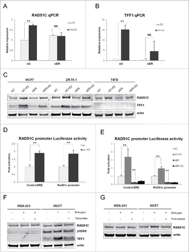 Figure 3. ERα transcriptionally regulates RAD51C expression in estrogen-dependent manner. (A) MCF7 cells were transfected with scambled siRNA or siRNA against ERα and treated with estrogen for 48 hr, as indicated. RT-qPCR was performed as described in “Materials and Methods” and data was plotted using Excel. **p < 0.001; NS, non-statistically significant; n = 3. (B) MCF7 cells were treated as described in (A), RT-qPCR was performed as described in “Materials and Methods” and data was plotted using Excel. **p < 0.001; NS, non-statistically significant; n = 3. (C) MDA-MB-231, −468, −436, MCF7, T47D and ZR 75-1 cells were serum starved or treated with estrogen for 24 hr, as indicated. Lysates were generated as described in “Materials and Methods” and the indicated proteins were detected by immunblot. (D) MCF7 cells were transfected, stimulated with estrogen for 24 hr as indicated and Luciferase reporter assay was performed as described in “Materials and Methods.” Data was plotted using Excel. **p < 0.001. (E) MCF7 cells were transfected, stimulated with estrogen for 24 hr as indicated and Luciferase reporter assay was performed as described in “Materials and Methods.” Data was plotted using Excel. **p < 0.001; n = 3. (F) MDA-MB-231 and MCF7 cells were either serum starved, treated with estrogen for 24 hr or pre-treated with estrogen for 30 min following treatment with tamoxifen for 24 hr. Lysates were generated as described in “Materials and Methods” and indicated proteins were detected by immunoblot. (G) MDA-MB-231 and MCF7 cells were either serum starved, treated with estrogen for 24 hr or pre-treated with estrogen for 30 min following treatment with fulvestrant for 24 hr. Lysates were generated as described in “Materials and Methods” and indicated proteins were detected by immunoblot.