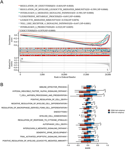 Figure 8 GSEA and GSVA analyses of CD8A in the BPD. (A) Single gene GSEA of CD8A. The gene sets with p-value < 0.05 were considered significantly enriched. (B) The histogram represented the results of GSVA between the two subgroups. *p < 0.05, **p < 0.01, and ***p < 0.001.
