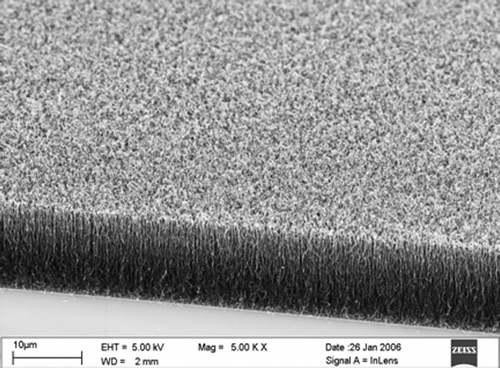 Figure 7. SEM planar view of the vertically aligned CNT coated with hydrophobic ultra thin film (5 nm) (TFD-co-TFE)