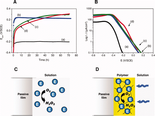 Figure 6. Panel (A) and (B). Electrochemical measurements in laboratory controlled model (Ecorr evolution and cathodic polarization curves, respectively). H2O2-induced ennoblement obtained in synthetic freshwater, simulating natural rivers, (a) before and after the addition of (b) H2O2 (2 mM, pH∼8), (c) free or (d) immobilized enzymes. Panels (C) and (D). Schematic representation of the enzymatic system used to generate H2O2. When enzymes (designated ‘E’) are free (C), the formation of H2O2 occurs randomly in the solution, while immobilized enzymes (D) catalyze the reaction near the SS surface, leading to an enrichment of H2O2 and depletion of O2.