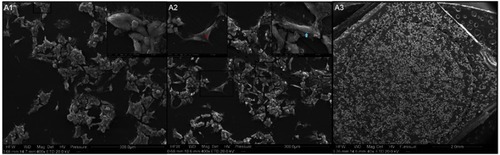 Figure 9 Visualization of the interaction of C3A cells with nanofilms using scanning electron microscopy.Notes: (A1) Control group; (A2 and A3) C60-20%. Red and blue points indicate lamellipodia and the 3-D ECM structure, respectively. The dotted line indicates edges of the dots. Scale bars: A1 =300 μm and 20 μm, A2 =300 μm, 50 μm and 20 μm, A3 =2.0 mm.Abbreviation: C60, fullerenes.