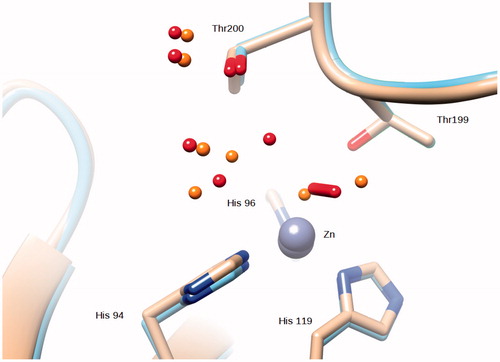 Figure 4. Superposition of the Zn,Cu-hCA II structure (this work) with the native enzyme (PDB ID 2ILI). Zinc ions are represented as gray spheres and water molecues as red spheres (Zn,Cu-hCA II) and orange spheres (native enzyme).