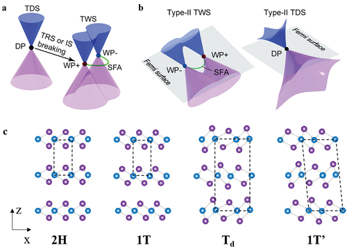 Figure 1. Schematic illustration of the band structures and crystal structures of topological Dirac semimetals and topological Weyl semimetals. (a). The splitting of a Dirac point (DP) into a pair of Weyl points with opposite chirality (WP±) through time-reversal symmetry (TRS) or inversion symmetry (IS) breaking. The green line represents a surface Fermi arc (SFA) between the Weyl points reproduced from reference. Reproduced from [Citation130]. (b). Type-II Weyl semimetal and type-II Dirac semimetal with tilted Weyl or Dirac cones. Reproduced from [Citation130]. (c). Crystal structures of layered topological materials. Blue and purple spheres represent metal and chalcogenide atoms, respectively.