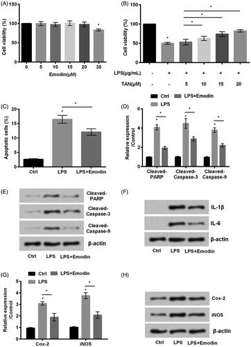 Figure 2. Emodin abated HaCaT cell inflammation induced by LPS. (A,B) Cell viability and (C) cell apoptosis were accessed by MTT assay and flow cytometry, respectively. (D,E) The accumulated levels of apoptosis related proteins cleaved-PARP, cleaved-caspase-3 and cleaved-caspase-9, (F) the expression of IL-1β and IL-6 and (G,H) Cox-2 and iNOS were detected by western blot.