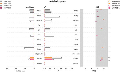 Figure 3. Amplitude, R2, and COG of WAT metabolic gene expression rhythms in sham- and SCN-lesioned animals. NAMPT gene expression remained rhythmic in WAT after SCN lesions, although the amplitude was reduced by 29% in eWAT and 17% in sWAT, and R2 was reduced by 13% in eWAT and 58% in sWAT. The COG remained unaltered. These results indicate that NAMPT rhythmicity was affected less by SCN lesions than any of the other genes measured, including the core clock genes. Absence of data for FAS, CPT1B, GLUT4, adiponectin, and resistin indicates absence of rhythmicity as calculated by Circwave; it does not indicate absence of gene expression