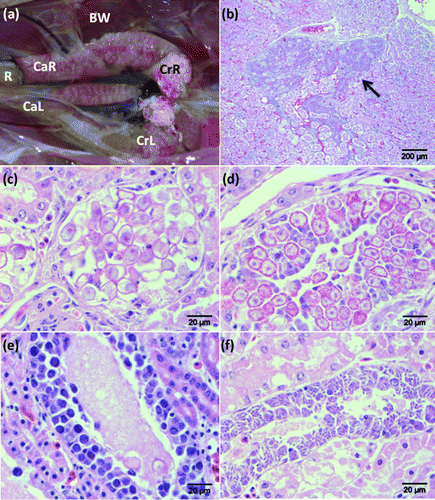 Figure 1.  1a: Partially eviscerated juvenile brown kiwi (A. mantelli; Case 1976) with kidneys in situ demonstrating renal pallor and renomegally associated with a heavy burden of coccidia. BW, body wall; CaL, caudal pole left kidney; CaR, caudal pole right kidney; CrL, cranial pole left kidney; CrR, cranial pole right kidney; R, transected rectum. 1b: Low-power view illustrating coccidial organisms (arrow) within collecting ducts of the medullary cone in the kidney of a juvenile brown kiwi (H&E stain). Scale bar = 200 µm. 1c: Coccidial oocysts causing dilation and obstruction of a collecting duct in the kidney of a juvenile brown kiwi (H&E stain). Scale bar = 20 µm. 1d: Renal collecting ducts of a juvenile brown kiwi demonstrating gametocytes within epithelial cells (H&E stain). Scale bar = 20 µm. 1e: Immature meronts causing tubular dilation within collecting duct epithelial cells in the kidney of a juvenile brown kiwi (H&E stain). Scale bar = 20 µm. 1f: Mature meronts with radially projecting merozoites within a renal collecting duct of a juvenile brown kiwi (H&E stain). Scale bar = 20 µm.
