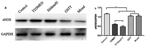 Figure 3 Comparison of eNOS protein expression in the corpus cavernosum of each group.