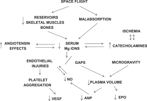 Figure 1 Proposed mechanisms for space flight-related vascular complications requiring magnesium repacement and possible correction of at least four gene deficiencies.
