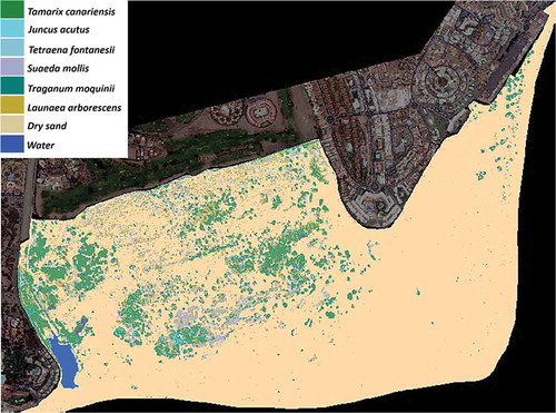 Figure 12. Vegetation map of the special natural reserve of Dunas de Maspalomas using the Worldview-2 image of 17 january 2013.