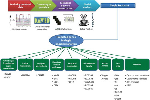 Figure 1. Model reconstruction procedure and findings. We first collected the sperm-specific proteomic data from databases and literature. Then, after converting the protein data to the corresponding gene data, we used them for reconstructing the sperm-specific metabolic network model. Finally, we used the reconstructed model for analyzing energy metabolism in healthy sperm and in asthenozoospermia. After that, under single knockout analysis, our model predicted several genes that may play a role in asthenozoospermia.