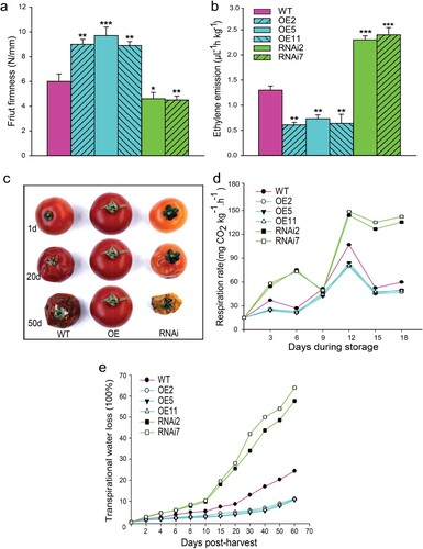 Figure 5. Overexpression of SlMX1 extends shelf-life of tomato fruit. (a) Fruit firmness of SlMX1 OE, WT, and RNAi fruits has been evaluated at the ripening stage. (b) Ethylene emission (µL h−1 kg−1) for SlMX1 OE, WT, and RNAi fruits at breaker stage. (c) Fruit shelf-life of WT, SlMX1 OE, and RNAi fruits at 25° ± 1°C in three time points after ripening stage (1, 20, and 50 d). (d) Changes in fruit respiration rate of WT, SlMX1 OE, and RNAi lines during storage. (e) Transpiration water loss (100%) of WT, SlMX1 OE, and RNAi lines. Data are the mean values ± SD of at least 10 individual fruits. The asterisks indicate statistically significant differences between transgenic and WT fruits (*P < 0.05, **P < 0.01).