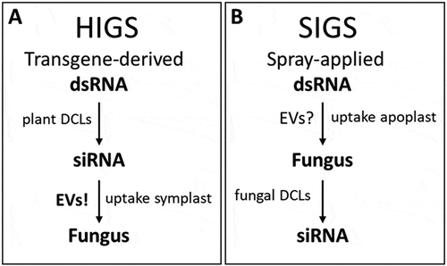 Figure 6. Molecular mechanisms underlying the transgene-based (HIGS) or spray-mediated (SIGS) delivery strategy. (A), the molecular mechanism of HIGS is based on the plant’s silencing machinery. The integration of our findings supports the view that HIGS involves the processing of transgene-derived dsRNA in the plant (plant DCLs) and extracellular vesicle (EV)-mediated delivery into the interacting fungus. (B), the molecular mechanism of SIGS is controlled by the fungal silencing machinery. In summary, our findings support the model that SIGS involves the uptake of sprayed dsRNA by the plant (via stomata) and subsequent uptake of apoplastic dsRNA by the fungus resulting in fungal DCL-dependent production of siRNAs.