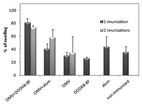 Figure 6. Delayed type hypersensitivity (DTH) reaction. The percentage of swelling of the footpad of mice challenged with 10 µg/mL of outer membrane vesicles of N. meningitidis after 24 h of challenge. The percentage of swelling of the footpads of the animals vaccinated with a single dose of OMV-DDA-BF was significantly higher (p < 0.01) than the swelling of the footpads from all other animals, either vaccinated or not.