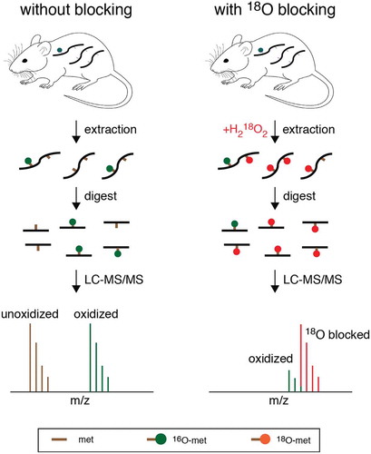 Figure 2. A schematic overview of a novel method for the accurate quantification of methionine oxidation [Citation36]. As shown in the left panel, methionine oxidation can typically occur in vitro during sample preparation, and the measured levels of oxidation may not be reflective of levels of methionine oxidation in vivo. This problem can be solved by blocking unoxidized methionines with heavy-labelled 18O (right panel). At the time of extraction, unoxidized methionine residues are converted to methionine sulfoxide residues with a heavy oxygen atom label (red). The heavy oxygen label serves as a blocking agent and prevents the in vitro accumulation of methionine sulfoxides, labelled with a naturally occurring light oxygen atom (green). The differences in mass between heavy and light oxygen can be used to distinguish in vivo methionine oxidation from in vitro blocking by mass spectrometry. The resulting isotope clusters can then be deconvoluted and quantified by custom algorithms, resulting in a measurement of in vivo fractional oxidation.