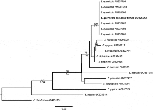 Fig. 2 Maximum likelihood tree for 19 ITS sequences of the Erysipheae showing the sequence obtained in the present research of Erysiphe quercicola on Cassia fistula (in bold). Numbers on branches represent bootstrap values of ML (above) and posterior probability of BI (below). E. clandestina was used as the outgroup. Bar indicates the number of substitutions per nucleotide position.