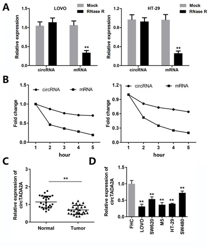 Figure 1 circTADA2A was weakly expressed in colorectal cancer. (A and B) The qRT-PCR analysis of circTADA2A and TADA2A expression in LOVO and HT-29 cells after RNase R and actinomycin D treatment (n=6). (C) The expression level of circTADA2A in tumor tissues and normal samples from colorectal cancer patients was detected by qRT-PCR assay (n=25). (D) The qRT-PCR results of circTADA2A expression in colorectal cancer cell lines (LOVO, SW620, SW480 and HT-29) and normal colorectal endothelial cell line FHC (n=6). **p≤0.01 vs Mock or FHC group.