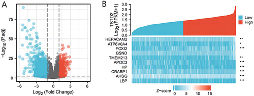 Figure 2 A total of 408 DEGs were identified as being statistically significant between TSTD2 high-expressed and low-expressed groups. (A) Volcano plot of differentially expressed genes, including 111 up-regulated and 297 down-regulated genes. Normalized expression levels were shown in descending order from green to red. (B) Heat map of the 10 differentially expressed RNAs, including 5 up-regulated genes and 5 down-regulated genes. The X-axis represents the samples, while the Y-axis denotes the differentially expressed RNAs. Green and red tones represented down-regulated and up-regulated genes, respectively. *P < 0.05; **P < 0.01; ***P < 0.001.