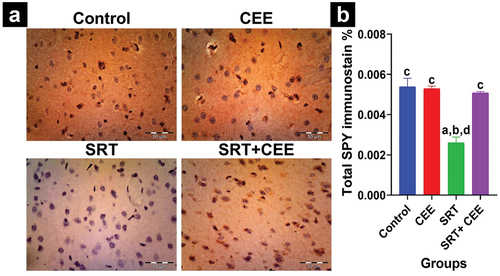 Figure 9. Impact of sertraline (SRT) and Cyperus esculentus extract (CEE) treatment on synaptogenesis in rat’s brain cortex region. (a) Representative micrographs of SYP immunostained cerebral cortex (X 400). (b) Mean expressional levels of SYP in immunostained sections. Bars (mean ± SD) labeled with different letters indicate significant differences: asignificant variation with the control group, bwith the CEE group, cwith the SRT group, and dwith the SRT+CEE group.