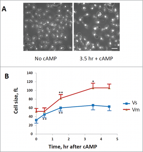 Figure 3. Evaluation of cells size at budding (Vs) and at cell division (Vm). GG104 cells exponentially growing were treated with 2 mM cAMP, stained with DAPI and photographed with a fluorescence microscope. Panel A: sample image of the cells growing without cAMP and after 3.5 hr of cAMP treatment. The image is taken in light transmission merged with DAPI fluorescence. Panel B: Cell size at budding (Vs) and at cell division (Vm) measured on the photographs taken at different times after cAMP addition. The average size of at least 30 cells with small buds (Vs) and of at least 30 binucleate cells (Vm) is reported. Error bars indicate Standard Deviation. *p < 0.05, **p < 0.01 is related to a comparison with the preceding mean value.