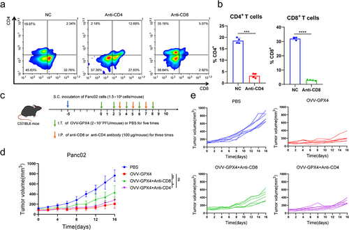 Figure 6. CD8+ T cells mediated the antitumor immunity of OVV-GPX4 (a) The depletion of CD8+T and CD4+T cells in the tumor of mice was analyzed by flow cytometry. (b) Flow cytometric analysis of the proportion of CD8+T cells and CD4+T cells. (c) Treatment scheme of Panc02 S.C. tumor models. C57BL/6 mice bearing subcutaneous Panc02 tumors were injected with PBS, OVV-GPX4 (2 × 107 pfu/mouse, I.T.), OVV-GPX4 (2 × 107 pfu/mouse, I.T.) combined with anti-CD4 or anti-CD8 antibody (100 µg/mouse, I.P.). Tumor volume was measured every 2 days. (d) Plot of mouse tumor progression. (e) Individual tumor growth curve. Data represent the mean ± standard deviation (SD) of ≥ three independent experiments. ns > 0.05; *p < 0.05; **p < 0.01; ***p < 0.001; ****p < 0.0001.