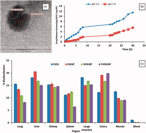 Figure 5. (A) EF-TEM image of FVDGNP. (B) In vitro drug release of nanocarrier. (C) In vivo biodistribution (%) profile of FVDGNP.
