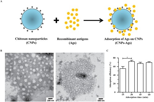 Figure 1 Physical–structural characterization of chitosan nanoparticles.Notes: (A) Schematic representation of the recombinant Ags adsorbed on CNPs; (B) morphological characteristics of CNPs by TEM observation; (C) the adsorption efficiency of the recombinant Ags adsorbed on CNPs. Each bar indicates the mean ± SD from three independent experiments. *P < 0.05.Abbreviations: CNPs, chitosan nanoparticles; TEM, transmission electron microscopy; PDI, polydispersity index; SD, standard deviation.