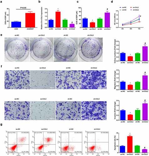 Figure 2. Circ-CUL2 curbs A549/DDP cell advancement.