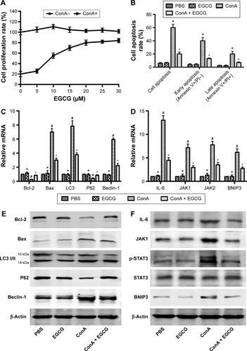 Figure 2 Effects of EGCG on the proliferation and apoptosis of primary hepatocytes induced by ConA.