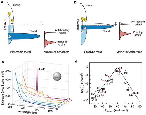 Figure 2. Electronic properties of plasmonic and catalytic metals. (a,b) Electronic band structure of typical plasmonic metals (a) and catalytic metals (b). To the right of each diagram is the density of states of a simple molecular adsorbate. (c) Computed extinction cross sections of a 20 nm nanoparticle in water for various metals. The optical response of Ag was multiplied by 0.2 to fit on the same graph. Simulated using the boundary element method under plane wave excitation [Citation119]. (d) Volcano plot of the hydrogen evolution reaction for various metal electrodes in acidic media. The metals plotted in (c) are denoted by red dots. (a,b) Adapted by permission from Nature Publishing Group [Citation21]. Copyright 2018. Adapted from [Citation34] with permission from Elsevier. (d) Adapted with permission from [Citation38]. Copyright 2010 American Chemical Society.