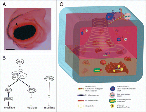 Figure 1 (A) Arabidopsis seed with released mucilage. Upon hydration the hydrophilic mucilage breaks out of the MSCs and surrounds the seed. Staining with ruthenium red reveals a dense mucilage layer associated with the seed (arrowhead) surrounded by a more diffuse, less cohesive layer. Bar = 100 µm. (B) Proposed regulatory pathway of mucilage production. During MSC development, both AP2 and TTG1 regulate mucilage production through the upregulation of downstream transcription factors (GL2 and TTG2). TTG1 acts as a complex with the bHLH proteins EGL3 and TT8, and the R2R3 MYBs MYB5 and TT2. GL2 upregulates the rhamnose synthase MUM4, while the downstream targets of TTG2 remain unknown. A third, independent pathway of mucilage production exists under the control of MYB61. (C) The Arabidopsis mucilage secretory cell during mucilage production. At approximately 6–7 dpa, pectin synthesis begins in the MSC. At this stage, the Golgi apparatus and derivative secretory vesicles are distributed throughout the cytoplasm. nucleotide sugar interconversion enzymes embedded in the Golgi membrane or in the cytoplasm synthesize NDP-sugars, which are then transported into the Golgi lumen (sugar transporters not shown). A rhamnose synthase (MUM4/RHM2) is shown synthesizing UDP-L-rhamnose. As yet unidentified GTs in the Golgi lumen assemble pectins (RG I shown; GAUT11 is possible candidate). These polysaccharides are packaged into vesicles and secreted into the extracellular space as part of the mucilage. The apoplastic, mucilage-containing pocket forms a ring around cytoplasm in the apical portion of the cell, leading to a volcano-shaped cytoplasm constrained to a central column and basal portion of the cell. Hydrolytic enzymes (BXL1 and MUM2) modify RG I sidechains in the apoplast. it is possible that this modification occurs in the mucilage and the cell wall, facilitating mucilage release.