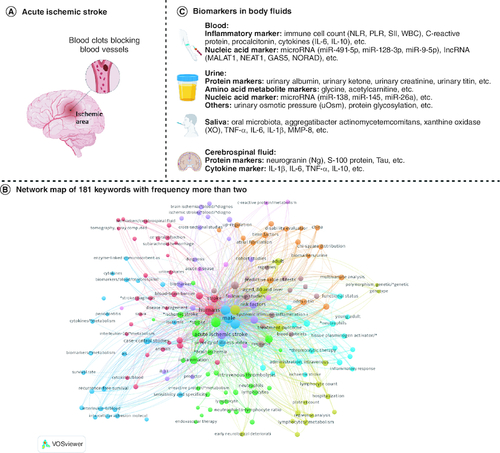 Figure 1. The candidate prognostic biomarkers of AIS in body fluids.(A) Schematic diagram of AIS. (B) Network map of 181 keywords, these 181 keywords that appeared more than twice were included and classified into nine clusters in the map by the VOS viewer. (C) AIS prognostic biomarkers in body fluids.