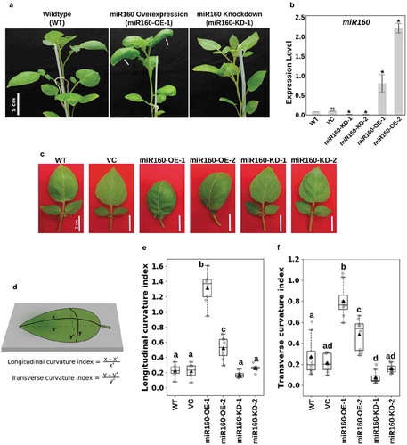 Figure 1. Misregulation of miR160 results in altered leaf curvature. (a) Photographs of 6-week old wildtype (WT), miR160-OE and miR160-KD plants. White arrows in the middle panel show curved leaves of miR160-OE plants. (b) Quantitative real-time PCR-based expression analysis of miR160 in the leaf tissues of WT, vector control (VC), and two independent lines each of miR160 overexpression and knockdown plants. Bars indicate mean ± SD from four biological replicates. Statistically significant differences compared to WT samples were estimated using Student’s unpaired t-test (p < .05, two-tailed), ns indicates not significant. (c) A closer look at the individual leaves of miR160-OE and miR160-KD independent lines. (d) An illustration of the method used to calculate longitudinal and transverse curvature indices, which was originally used by Liu et al, 2010. (e-f) The longitudinal (e) and transverse (f) curvature indices of leaves emerging from the 5th-node of 6-week old plants. Data are represented as boxplots with gray-filled circles representing data points from eight individual plants and black filled triangles representing mean of the data points. Statistically significant differences were estimated using one-way ANOVA followed by a Tukey HSD test (p < .05).