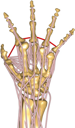 Figure 3. The proposed detailed musculoskeletal hand model in the AMS (configuration WRAP – SINGLE). The position of the fingers corresponds to the calibration position of ligaments to simulate the purlicue skin resistance (red).