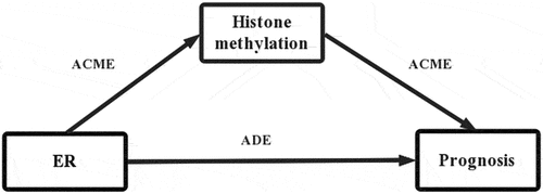 Figure 1. Model of histone methylations mediating the association between ER and breast cancer prognosis.
