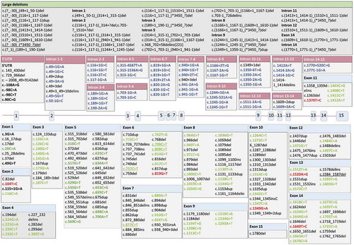 Figure 2a. (a) Structure of the CHM gene annotated with pathogenic variants. Intronic mutations have been color coded with a pink header, exonic mutations with a blue header. Single-base substitutions are shown in bold: of these, single-base substitutions resulting in missense mutations are colored red; terminations are colored green, and splicing defects are colored purple. The five most common described variants are underlined (c.(?-30)_(*3450?)del (n = 20), c.757 C > T (n = 18), c.799 C > T (n = 16), c.1584_1587del (n = 11), 808 C > T and 877 C > T (n = 10 each)