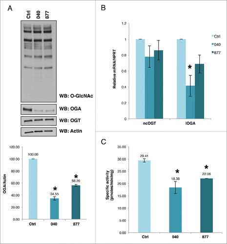 Figure 1. OGA expression is reduced in cell lines 040 and 877. (A) Stable shRNA mediated OGA knockdown HeLa cells lines were established with a significant decrease in OGA protein expression as judged by western blot and quantified by densitometry. OGT protein expression was not significantly changed while total O-GlcNAc levels did increased slightly. (B) OGA mRNA is lower in both the 040 and 877 knockdown lines. C, OGA enzymatic activity was significantly decreased in the stable OGA KD lines compared to the control cells. All experiments were performed with at least 3 biological replicates (* indicates P < 0.05, Student t-test).