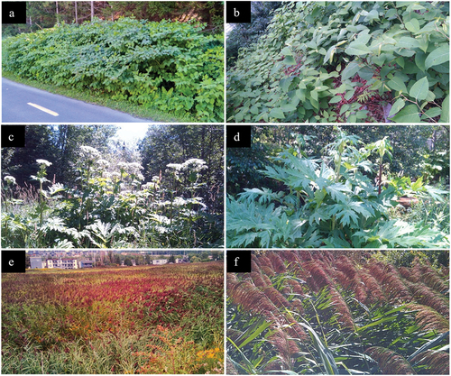 Figure 2. Field photography of invasive alien plant species at two zoom levels: (a, b) Japanese knotweed; (c, d) Giant hogweed; and (e, f) phragmites.