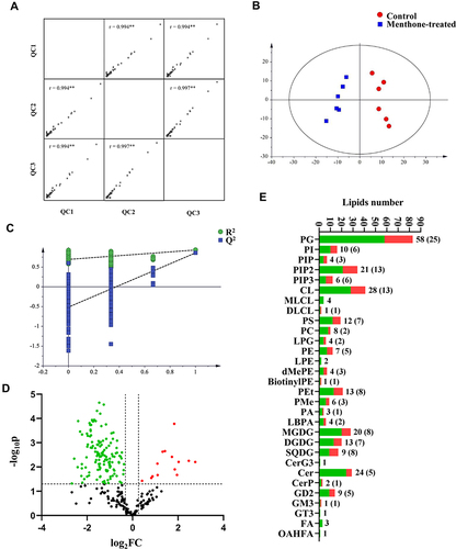 Figure 4 Lipidomic analysis. (A) Data quality control analysis (r, Pearson's correlation coefficient, **p<0.01). (B) Orthogonal partial least squares (O-PLS) graph demonstrating a differential effect of menthone exposure on lipidomic profile of MRSA (n=6; R2X=0.733, R2Y=0.931, Q2=0.858). (C) Permutation test result of model (R2, explained variance; Q2, predictive ability of model). (D) Volcano plot of differential lipid species in menthone-treated group relative to control group. The red and blue dots represent the upregulated and downregulated lipids species, respectively. (E) Quantity of the identified lipid species in each class (green) and significantly differential (red).