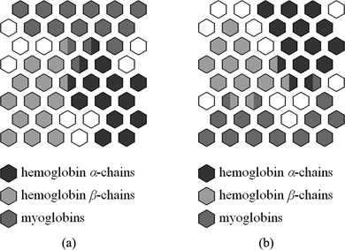 FIGURE 2 The SOHMMM lattice wherein each hexagon represents an HMM neuron. (a) The SOHMMM for the protein training set that incorporates all 560 globins. (b) The SOHMMM after the completion of the training process, in which only 225 globins (selected at random) have been used. In (a) and (b), HMMs corresponding to sequences from each one of the three globin subfamilies are differentiated by distinct gray-scale shades.