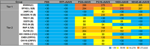 Figure 5 Evaluation of neutralizing activity of antibodies expressed by rAAV8s in BALB/c mice. Pre-immune sera and RFP-rAAV8 were used as negative controls. ID50 of expressed antibodies in BALB/c mice sera against tier 1 and tier 2 HIV-1 isolates.