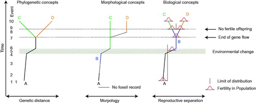 Figure 2. Conceptual differences between three species concepts. A–D are species, note the absence of species B in the phylogenetic concept. The ‘fertility-curve’ shows the number of potential partners that can produce fertile offspring. No overlap between two fertility curves implies no fertile offspring. The arrow ‘end of gene flow’ denotes the moment species B splits into two populations which no longer exchange genes. The arrow ‘no fertile offspring’ denotes the moment that fertile offspring can no longer be produced among the populations. In the phylogenetic concept, separate species emerge from the moment gene flow between populations ceases, in this example event 7. Species B in the morphological concept is treated as distinct because no morphotypes have been discovered that are intermediate with Species A, but Species B would be treated as a morphotype of A in the other concepts. Species B in the biological concept separates from the initial A (event 1) during the period with rapid environmental transition (event 5). No fertile offspring would have been possible thereafter.