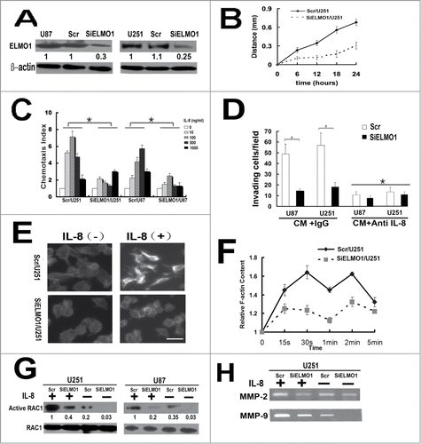 Figure 3. IL-8 promoted chemotaxis and invasion of glioma cells in an ELMO1 dependent manner. (A) Expression of ELMO1 protein in U87 and U251cells transfected with a scrambled siRNA as a control (Scr/U87, Scr/U251) and with stable siRNA-targeting ELMO1 (SiELMO1/U87, SiELMO1/U251) was detected by Western blot. β-actin was used as a loading control. Each result is representative from at least 3 independent experiments. Quantification of relative protein levels is shown below the blots. (B) Comparison of cell directional movement between Scr/U251 and SiELMO1/U251 cells by scratch assay. Each data point was an average of triplicate assays. (C) Comparison of chemotactic responses with IL-8 (0, 10, 100, 500, 1000 ng/ml) stimulation in control cells (Scr/U87, Scr/U251) and ELMO1 knockdown cells (SiELMO1/U87, SiELMO1/U251). Columns, mean of triplicate measurements; Bars, standard deviation. *P < 0.05 (2-way ANOVA). (D) Comparison of invasive ability of Scr/U87, SiELMO1/U87, Scr/U251 and SiELMO1/U251 in CM with or without treating with of IL-8 antibody(10ug/ml). Columns, mean of triplicate measurements; Bars, standard deviation. *P < 0.05 (2-way ANOVA). (E) Cytoskeleton rearrangement in Scr/U251 and SiELMO1/U251 cells with or without IL-8(10ng/ml) stimulation was imaged by fluorescence assay. Figures showed representative images from 3 repeated experiments. Scale bars: 5 um. (F) Time course of relative F-actin content in SCR/U251 and siELMO1/U251 cells following 10 ng/ml of IL-8 stimulation. Data from 3 independent experiments (n = 3). (G) Expression of active RAC1 protein in Scr/U251, SiELMO1/U251, Scr/U87 and SiELMO1/U87cells with or without stimulation of IL-8 was detected by Western blot. RAC1 was used as a loading control. Each result is representative from at least 3 independent experiments. Quantification of relative protein levels is shown below the blots. (H) Gelatin zymography analysis showed the activity of MMP-2 and MMP-9 in Scr/U251 and SiELMO1/U251 cells with or without IL-8 treatment.