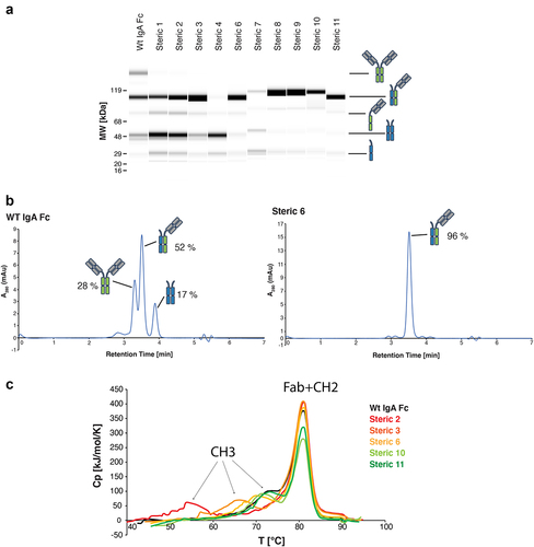 Figure 2. Lead steric designs 6, 10, and 11 drive formation of a heterodimeric IgA Fc as determined by formation of OAA species in vitro and possess wild-type IgA-like thermal stability. (a) Non-reducing CE-SDS profiles of IgA Fc OAA variants after affinity purification. Data are shown for variants comprising a wild-type IgA CH3 and those containing heterodimer-driving mutations from steric designs 1–4 and 6–11. (b) Analysis of IgA OAA variants by analytical SEC after affinity purification. Data is shown for a wild-type IgA Fc (left) as well as steric design 6 (right). (c) Overlay of DSC thermograms measured for SEC-purified wild-type IgA Fc (black) and heterodimeric IgA Fc containing mutations from steric designs 2 (red), 3 (orange), 6 (yellow), 10 (light green), and 11 (green) OAA variants. The first and second transitions are attributed to CH3 and CH2 + Fab unfolding, respectively.